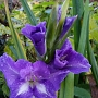 Kuten totesin vanhemmissa postauksissani gladiolukset ovat uusia suosikkejani joita on saatava puutarhaan aina! Niin kauniita kasveja. Nämä eivät tuoksu kuten liljat mutta kukkasten kauneus on mykistävä. Tämä sininen lajike kasvaa tässä kompostimullassa ja nokkosten ym seassa kukkien poikkeuksellisesti syksyllä.